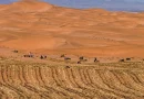 China, desierto, Cintoron verde, reforestación, bloquear la arena, Taklimakan, ,