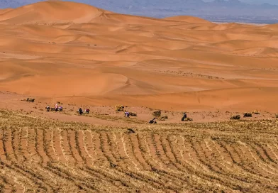 China, desierto, Cintoron verde, reforestación, bloquear la arena, Taklimakan, ,