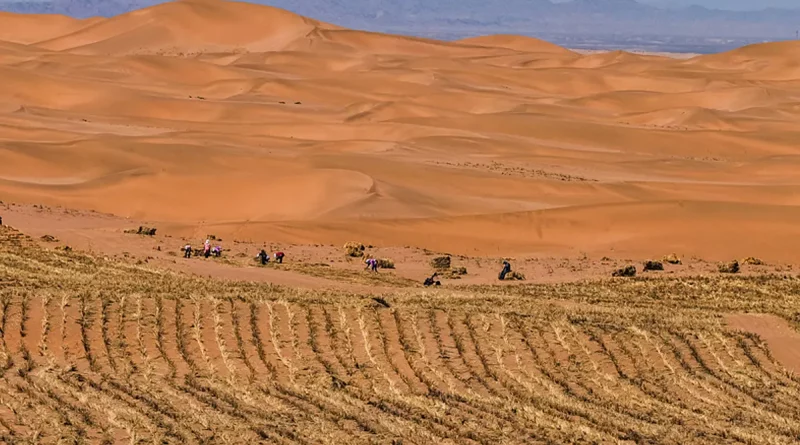 China, desierto, Cintoron verde, reforestación, bloquear la arena, Taklimakan, ,