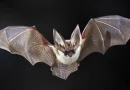 murcielago. virus, contagio,