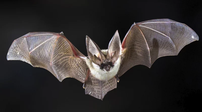 murcielago. virus, contagio,