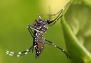 mosquito, minsa, salud, disminución de casos, salud,