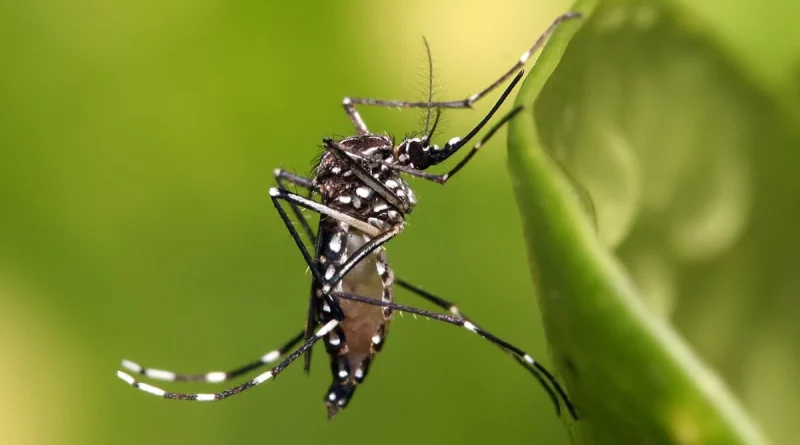 mosquito, minsa, salud, disminución de casos, salud,