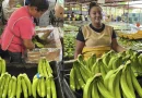 banano, nicaragua, ministerio agropecuario, consumo y comercio, chinandega,