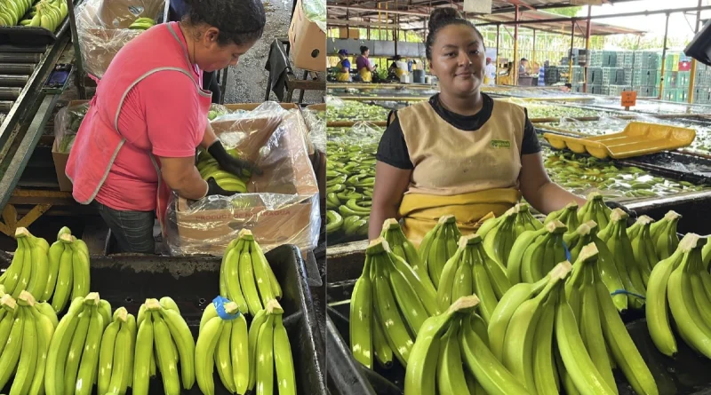 banano, nicaragua, ministerio agropecuario, consumo y comercio, chinandega,