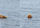 héroe, alta mar, padre rescata, Disney Dream, rescatar a su hija, cayó accidentalmente, borda, alta mar, crucero, crucero Disney, salva,