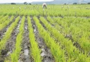 inta, arroz, vivero, gobierno de nicaragua, inta,