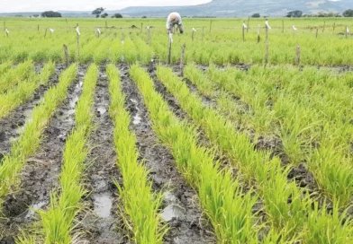 inta, arroz, vivero, gobierno de nicaragua, inta,