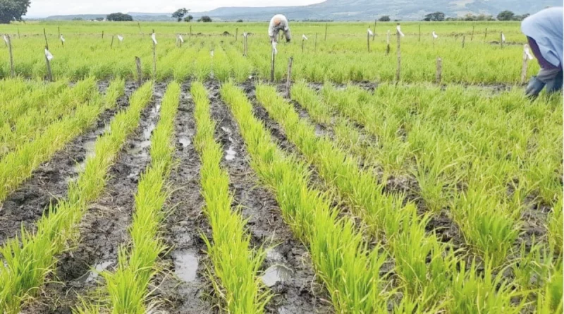 inta, arroz, vivero, gobierno de nicaragua, inta,