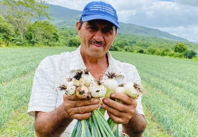 inta, matagalpa, produccion de cebolla,