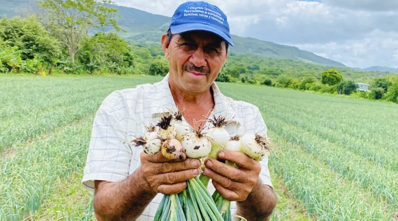 inta, matagalpa, produccion de cebolla,