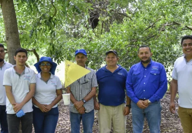 ipsa, nicaragua, gusano barrenador,