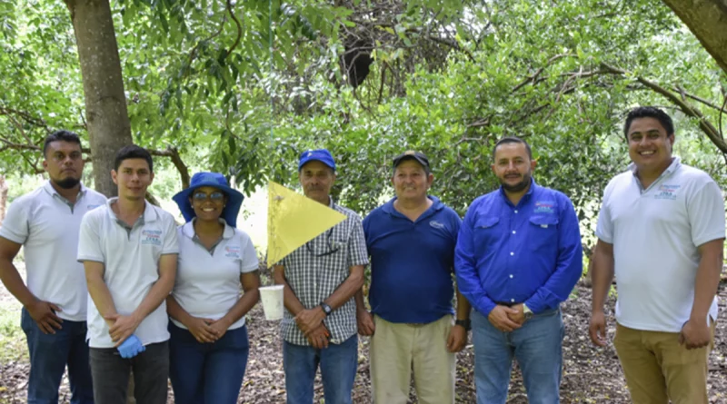 ipsa, nicaragua, gusano barrenador,
