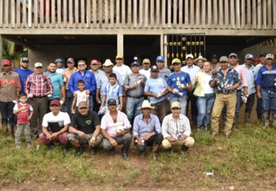 nicaragua, ipsa, gusano barrenador,