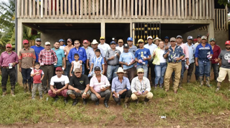 nicaragua, ipsa, gusano barrenador,