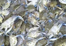 jaiba azul, nicaragua, costa caribe, ipsa, laguna de perlas, inspecciones,