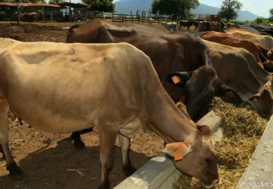Nicaragua, ganado, exportación, México, reses, IPSA, bovina, producción bovino, sector bovino, éxito, receta,