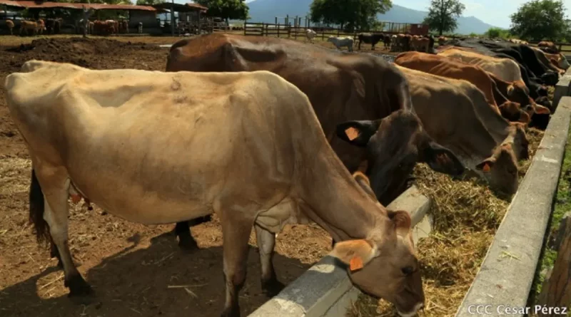 Nicaragua, ganado, exportación, México, reses, IPSA, bovina, producción bovino, sector bovino, éxito, receta,