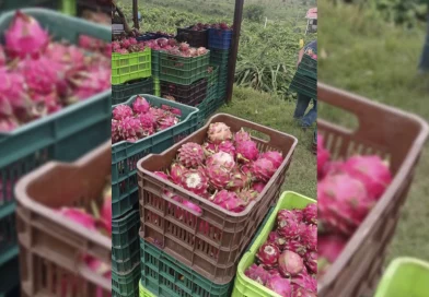 pitahaya, ministerio agropecuario, gobierno de nicaragua, produccion,