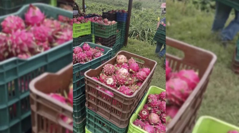 pitahaya, ministerio agropecuario, gobierno de nicaragua, produccion,