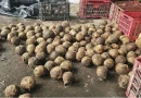 ministerio agropecuario, nicaragua, coco, produccion,