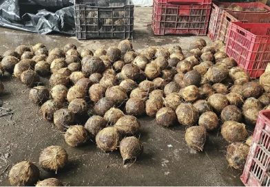 ministerio agropecuario, nicaragua, coco, produccion,