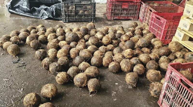 ministerio agropecuario, nicaragua, coco, produccion,