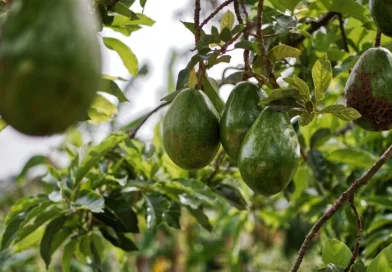 aguacate, producción, Nicaragua, gobierno de nicaragua,