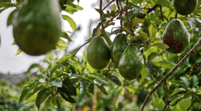 aguacate, producción, Nicaragua, gobierno de nicaragua,
