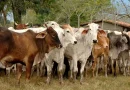ganado bovino, gobierno de nicaragua, exportacion, mexico,