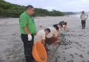 nicaragua, marena, liberacion, tortuguillos,