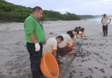 nicaragua, marena, liberacion, tortuguillos,