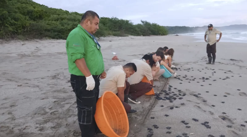 nicaragua, marena, liberacion, tortuguillos,