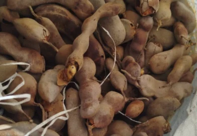 nicaragua, ministerio agropecuario, tamarindo, productores,