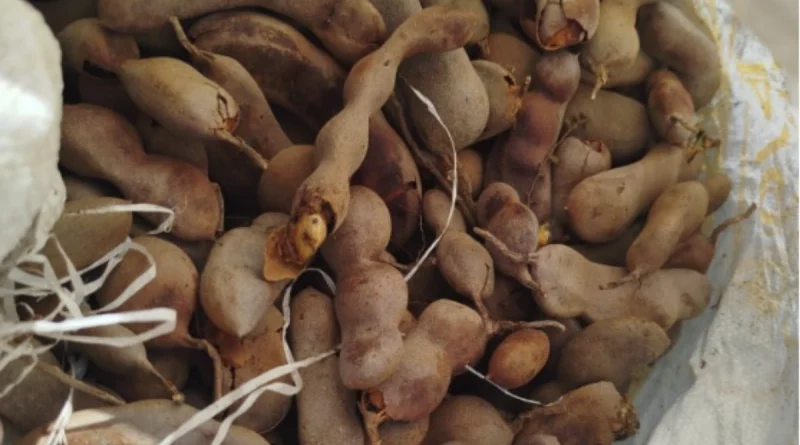 nicaragua, ministerio agropecuario, tamarindo, productores,