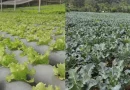 nicaragua, lechuga, brocoli, economia, ministerio agropecuario, consumo y comercio,