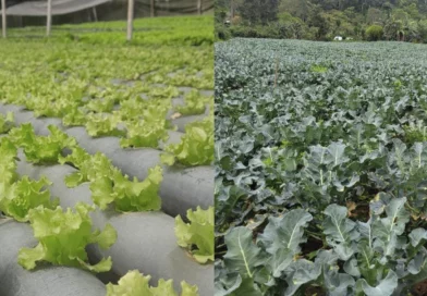 nicaragua, lechuga, brocoli, economia, ministerio agropecuario, consumo y comercio,