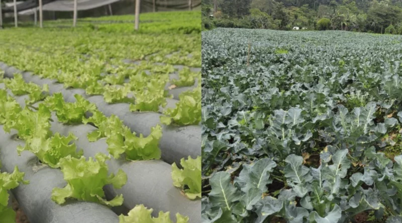nicaragua, lechuga, brocoli, economia, ministerio agropecuario, consumo y comercio,
