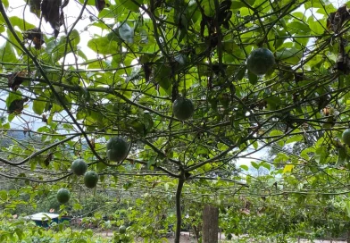 matagalpa, maracuya, gobierno de nicaragua, inta, produccion,