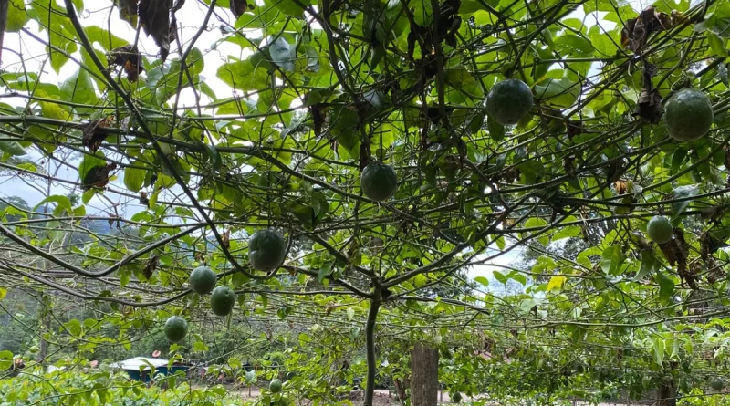 matagalpa, maracuya, gobierno de nicaragua, inta, produccion,