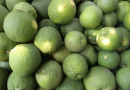 naranja agria, ministerio agropecuario, nicaragua, consumo y comercio,