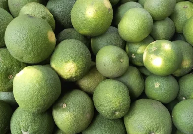 naranja agria, ministerio agropecuario, nicaragua, consumo y comercio,