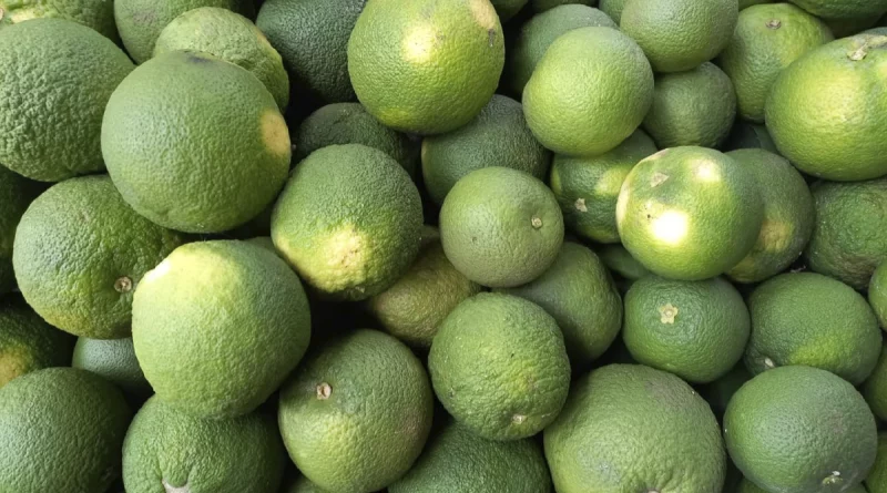 naranja agria, ministerio agropecuario, nicaragua, consumo y comercio,