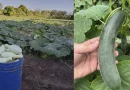 gobierno de nicaragua, ministerio agropecuario, pipian, pepino, consumo y comercio,