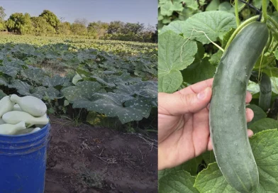 gobierno de nicaragua, ministerio agropecuario, pipian, pepino, consumo y comercio,