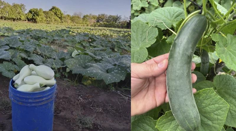 gobierno de nicaragua, ministerio agropecuario, pipian, pepino, consumo y comercio,