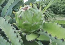 nicaragua, masaya, produccion de pitahaya,