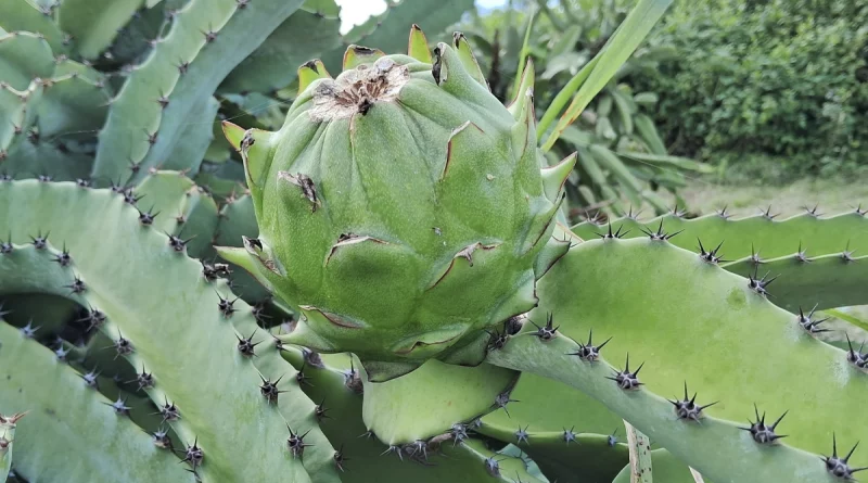 nicaragua, masaya, produccion de pitahaya,