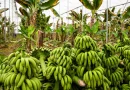 Rusia, cultivar, empieza, plátanos, cultivo de plátanos, proyecto agrícola, invernadero,
