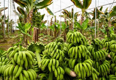 Rusia, cultivar, empieza, plátanos, cultivo de plátanos, proyecto agrícola, invernadero,